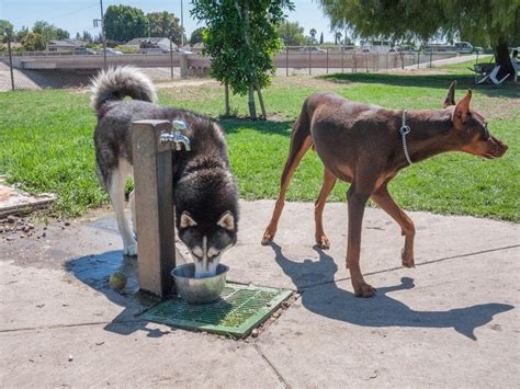 Dog Drinking Fountains For Parks Fountain Design Ideas