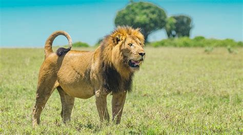 Masai Mara Lions Facts About Lions In The Famed Wildlife Reserve And
