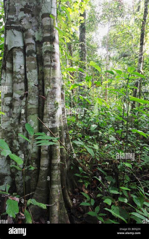 Rainforest Undergrowth Hi Res Stock Photography And Images Alamy