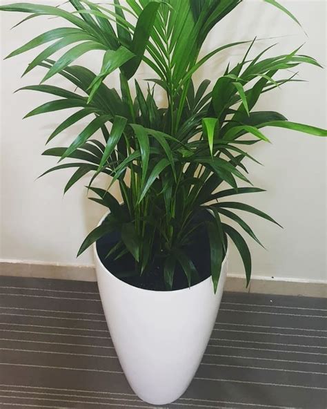 Buy Kentia Palm In Fiber Planter For Your Indoors Best Price Online