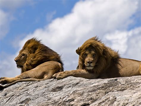 Male Lions On Rock Close Up On A Pair Of Male Lions Baskin Flickr