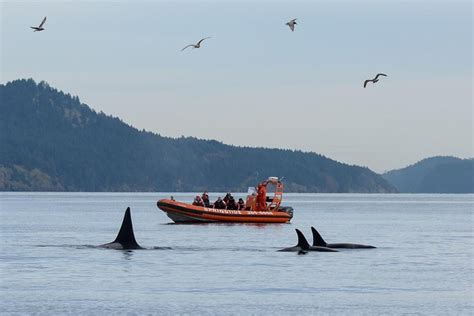 Victoria Whale Watching Tour By Zodiac Vancouver Island Compare Price