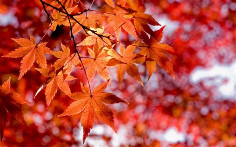 Red Maple Leaves Wallpapers And Images Wallpapers Pictures Photos