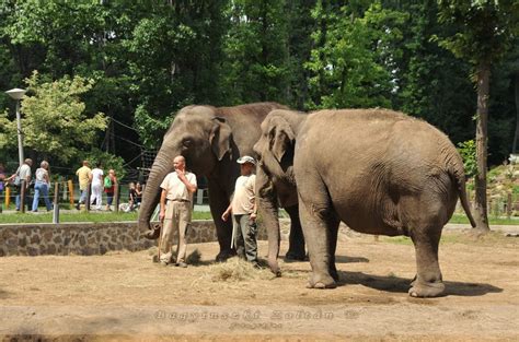 Nyíregyháza kulturális felfedezése mellett a sóstói üdülőövezetben az állatpark mellett strandfürdő, falumúzeum és egy parkerdő is található. Nyíregyháza - Állatkert, Elefántház | Bagyinszki Zoltán ...