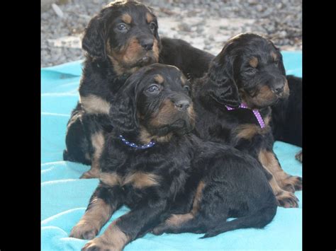 Discover more about our gordon setter puppies for sale below! Gordon Setter For Sale by Karen Doolittle - American ...