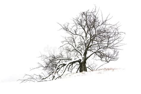 Tree In Winter Stock Photo Image Of Season Frosty Cold 37608538