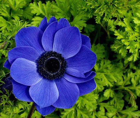 It is filled up with lovely colors and different fragrances and in many cases it is considered as a smooth way of expressing someone's feelings. The 10 Most Beautiful Flowers In The World - NetFandu