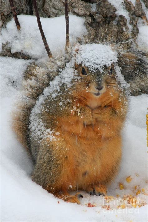 Squirrel Covered In Snow Photograph By Lori Tordsen