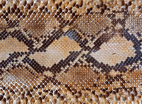 Snake Skin Pattern Background Stock Photo Image Of Fashion Backdrop