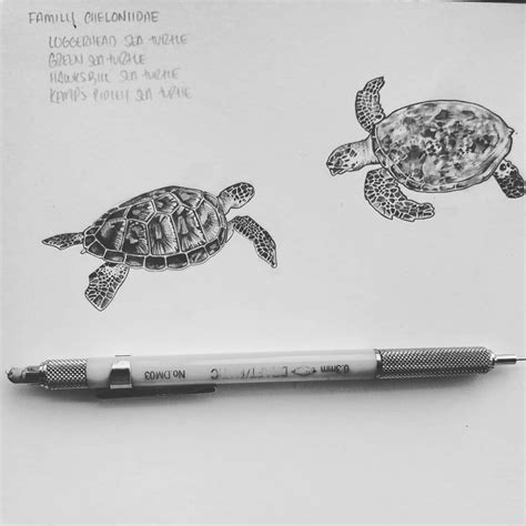 Sea turtle free content, cartoon baby drawings, white, symmetry, desktop wallpaper png. Two Turtles Left: Green Sea Turtle Right: Hawksbill Sea Turtle #turtles #turtle #seaturtles # ...