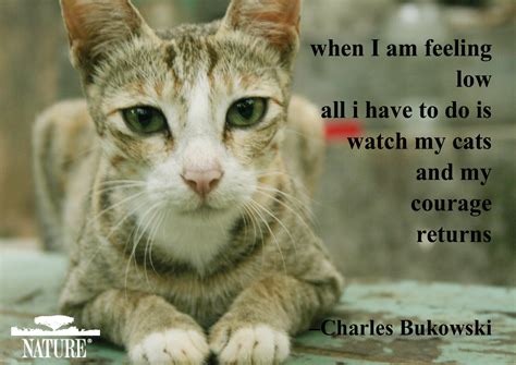 Cat Lover Quotes Quotesgram