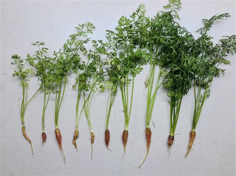 Some Baby Carrots I Had Planted A While Back Rgardening