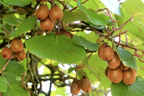 Árbol Del Kiwi Un árbol Exótico Con Frutos Dulces