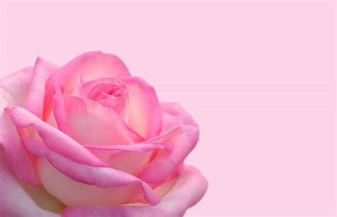 Soft Pink Rose And Simple Pink Background