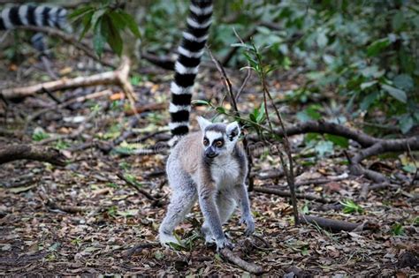 Ring Tailed Lemurs In South Africa Stock Image Image Of Monkey Catta