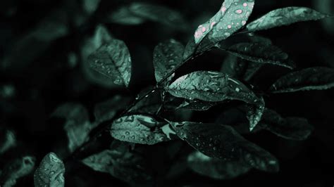 Dark Green Leaves Desktop Wallpapers Top Free Dark Green Leaves