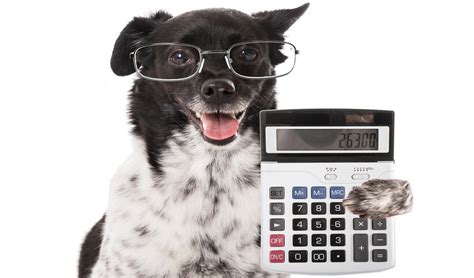 How much does a puppy cost. How Much Does a Dog Cost? Budgeting Guide for Dog Owners