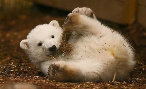 The Name Of Scotlands First Polar Bear Cub In 25 Years Has Been