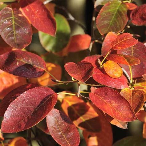 Autumn Brilliance Serviceberry Buy At Nature Hills Nursery