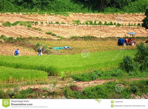 Farmer Working In The Rice Field Rice Field Paddy In Thailand Royalty Free Stock Image