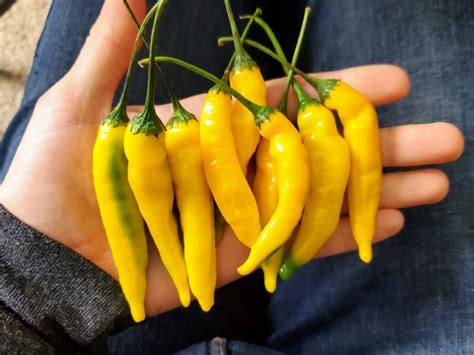 Hot Pepper Aji Lemon Drop Seeds Certified Organic Garden Hoard