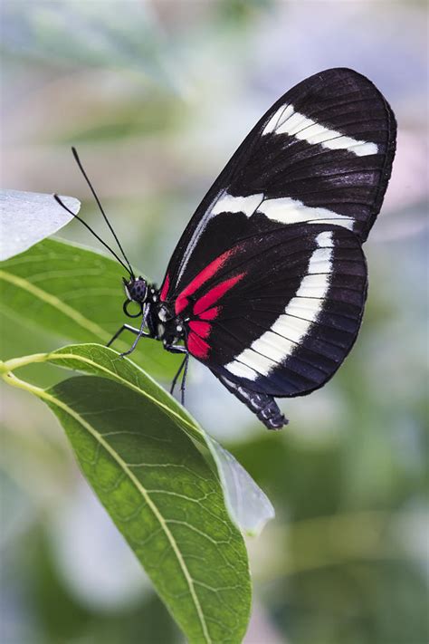 Longwing Butterfly Photograph By Bruce Frye