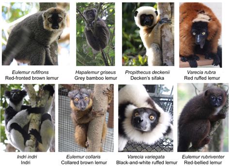 Bmc Series Blog Picking A Lemur Out Of A Line Up Introducing