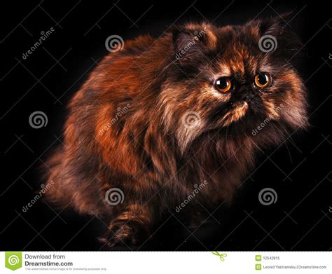 Despite their appearances in cat food commercials, persians can come in a wide range of colors and varieties. Persian Cat In Turtle Colors On Black Royalty Free Stock ...