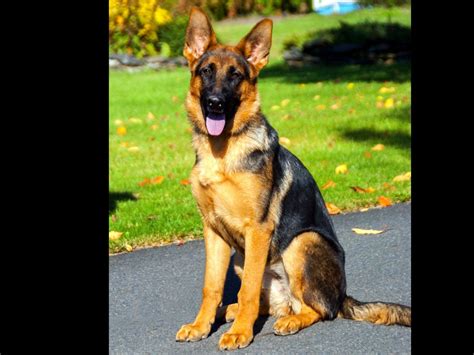 K9 Union Importers Llc German Shepherd Dog Puppies For Sale