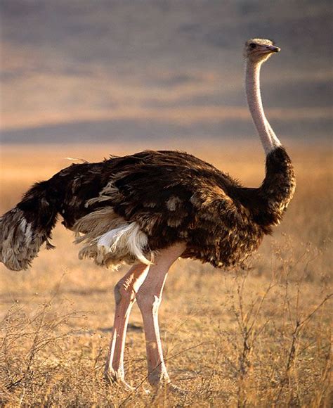 Ostrich The Biggest Bird In The World