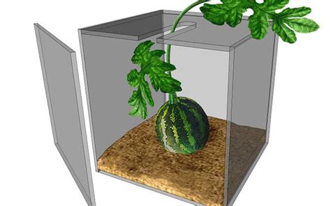 How To Grow Square Watermelons Agriculture Nigeria