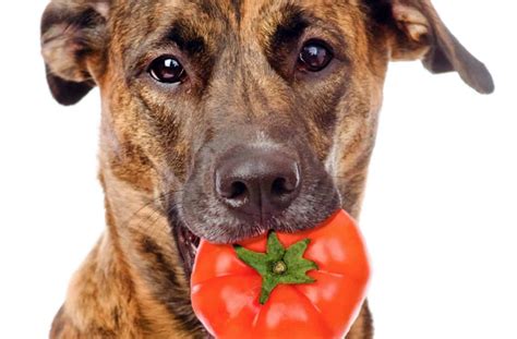 Can A Dog Eat Tomato