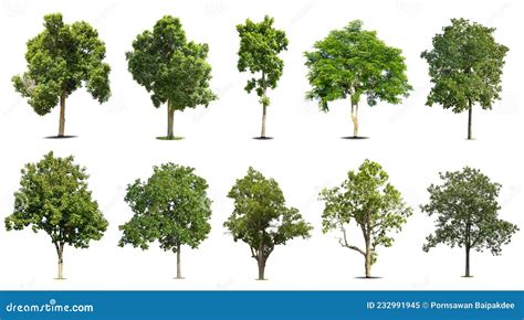 Collection Of Trees Isolated Stock Image Image Of Style Texture