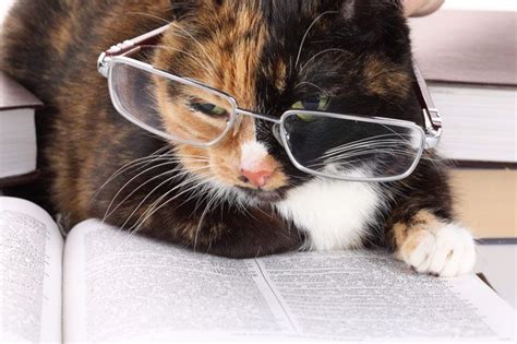 Cat In Glasses Cat Reading Cats Nerd Accessories