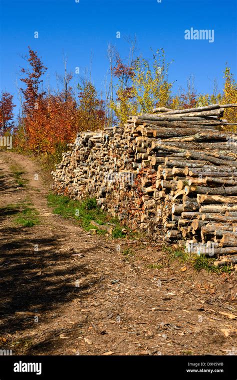 Trees Logged For Pulp Wood Stacked Next To Access Road With Autumn