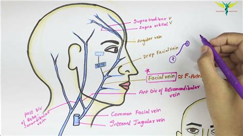 Facial Vein Venous Drainage Of Face Anatomy Of Head And Neck Easy
