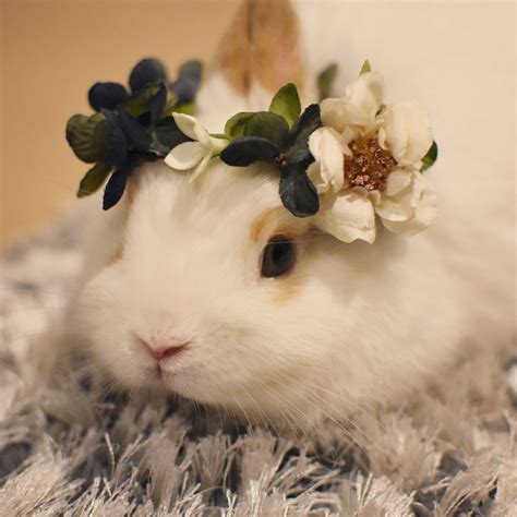 Japanisches Bunny Mit Haariger Muschi Telegraph