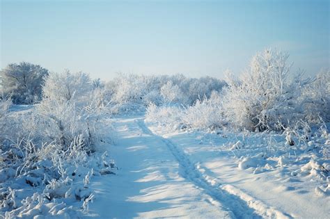 Winter Schnee Wald Kostenloses Foto Auf Pixabay Pixabay