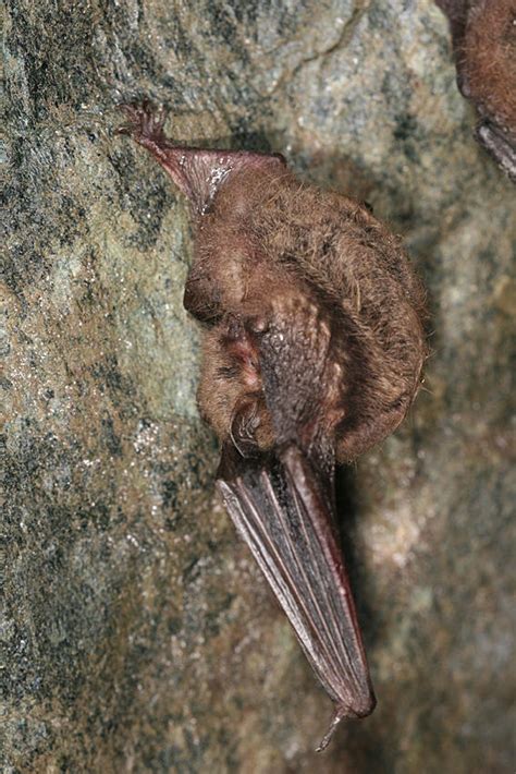 Little Brown Bat Myotis Lucifugus Photo Tom Murray Photos At