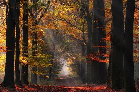 灰色の木、 茶色の葉の木の光線、 自然、 風景、 太陽光線、 森林、 パス、 葉、 木、 秋、 ミスト、 日光、 Hdデスクトップの壁紙