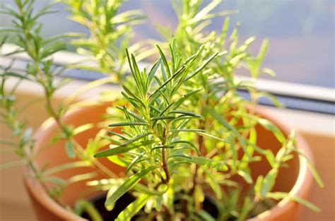 How To Grow Rosemary Indoors 7 Easy Tips Peppers Home And Garden