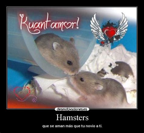Imágenes Y Carteles De Hamsters Pag 4 Desmotivaciones