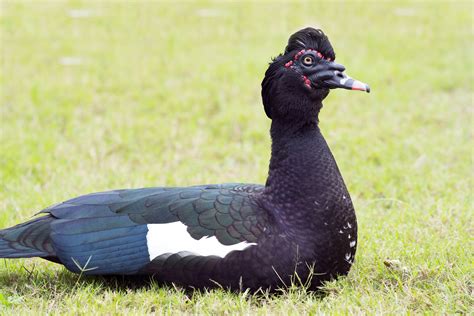 28 Species Of Ducks In Florida Id Calls Season Guide Bird Advisors