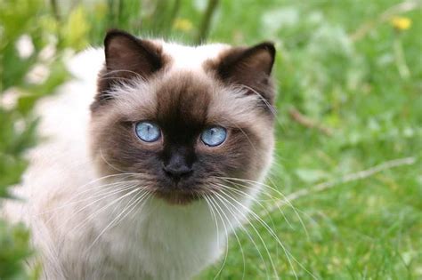 I have orange eye cats, green eye cats, blue eye cats and a cat with one green and one brown eye. Willowclan - Warrior Cats Of A New Dawn