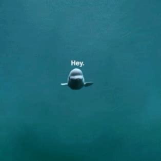 162 points · 12 comments. Amazing Animated Dolphin Gifs at Best Animations