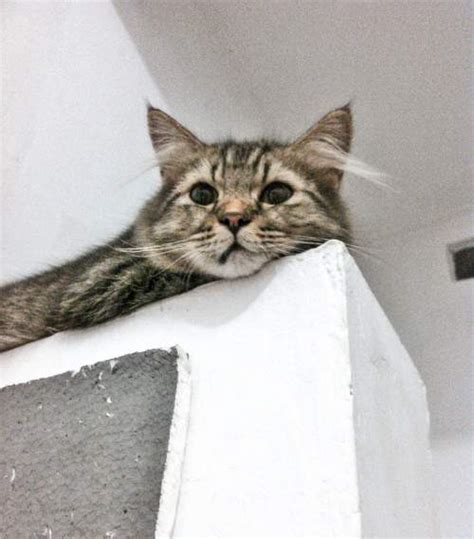 Nah kali ini admin bakal memberikan sedikit informasi mengenai nama nama kucing islami jantan. 156 Nama Kucing Betina dan Jantan yang Bagus, Imut, Cantik ...