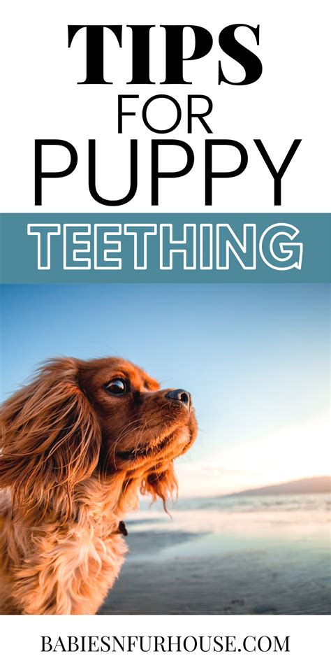 We did not find results for: Puppy Teething: Tips And Tools To Get Through It - BF House | Puppy teething, Puppy teething ...
