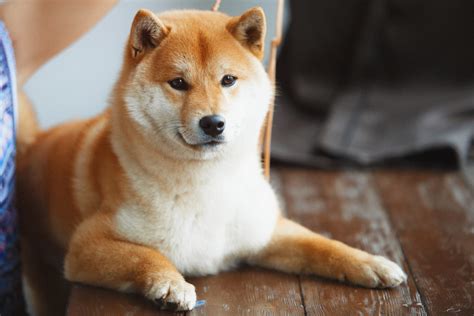 The Shiba Inu Care Guide Personality History Food And More The