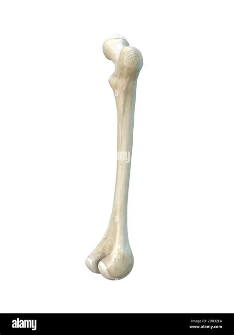 Human Femur Artwork Hi Res Stock Photography And Images Alamy