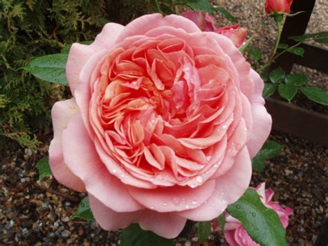 The Duchess Of Cornwall Hybrid Tea Garden Roses Pococks Roses The Cornish Rose Company